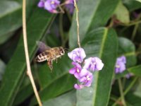 Bee and Flower 2